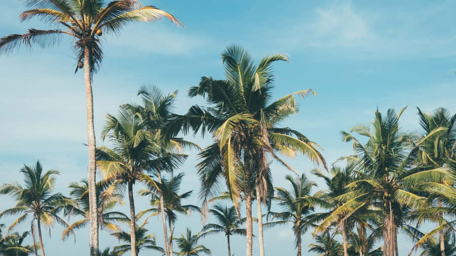 A Vibrant Laptop With The Vsco Logo Wallpaper