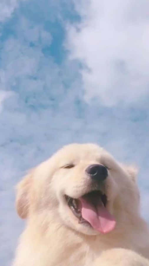 A Whimiscal White Dog In The Grass Wallpaper