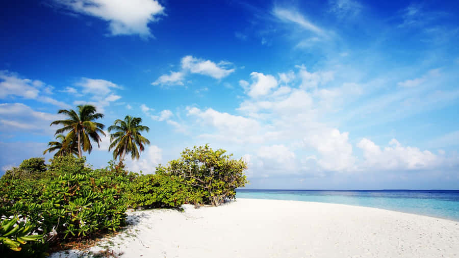 A White Sandy Beach With Palm Trees And Blue Water Wallpaper