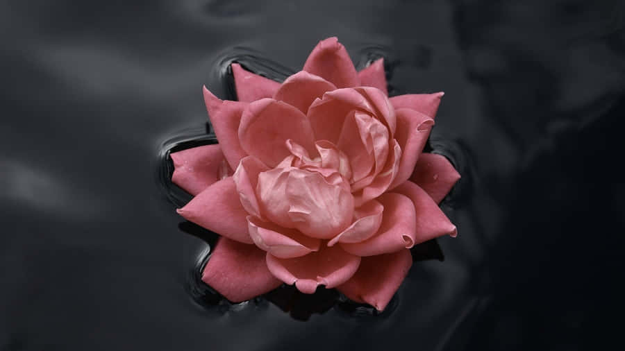 Add A Touch Of Color To Your Living Space With This Stunning Black And Pink Floral Wallpaper. Wallpaper