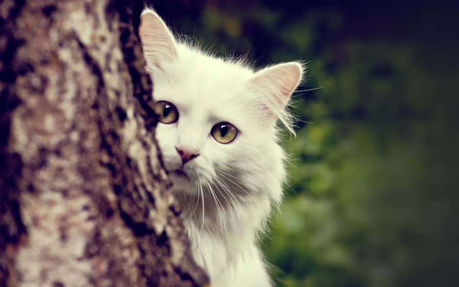 Adorable Cat Makes The Perfect Desktop Background Wallpaper