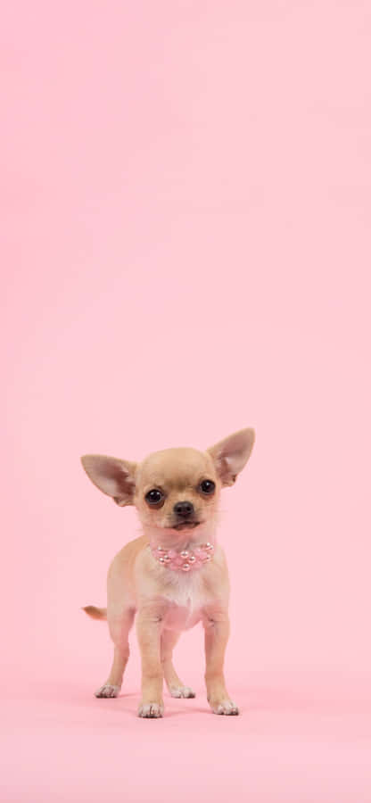 Adorable Pink Puppies Are Ready For Cuddles Wallpaper