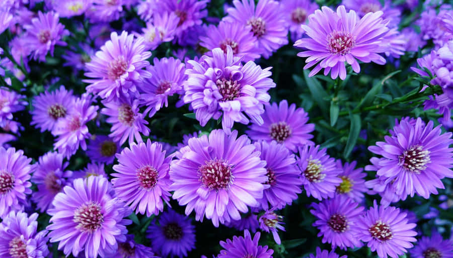 Aesthetic Daisy African Purple Wallpaper