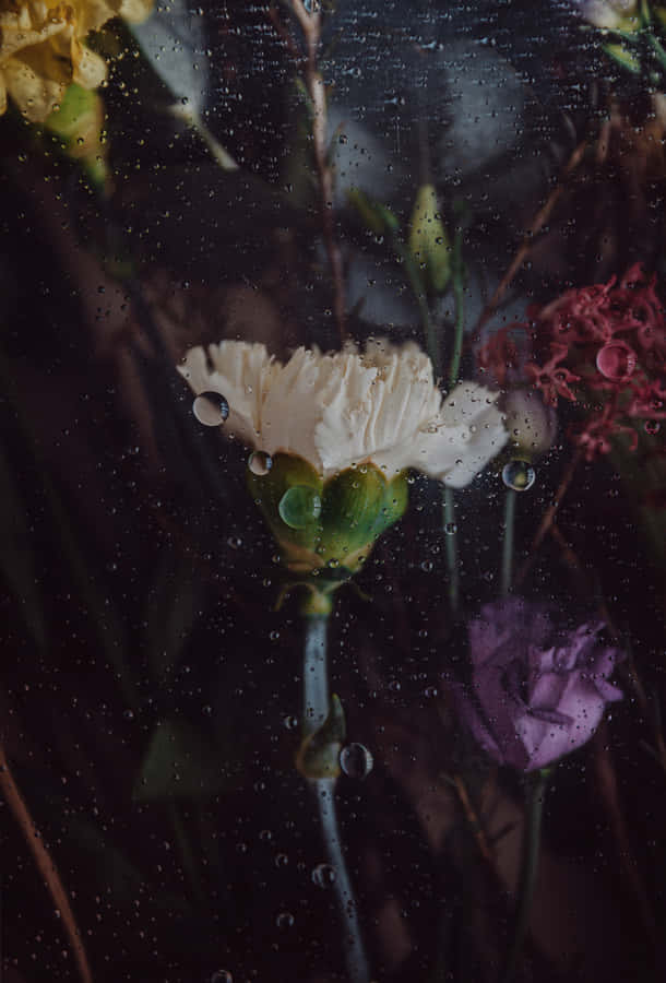 Aesthetic Flower Colors In Dark Wallpaper