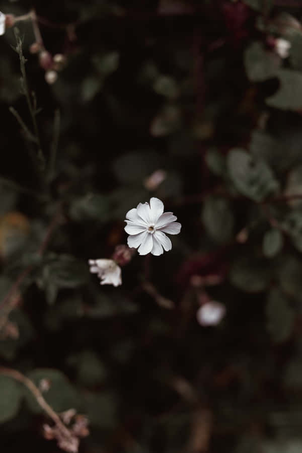Aesthetic Flower Surrounded With Dark Leaves Wallpaper