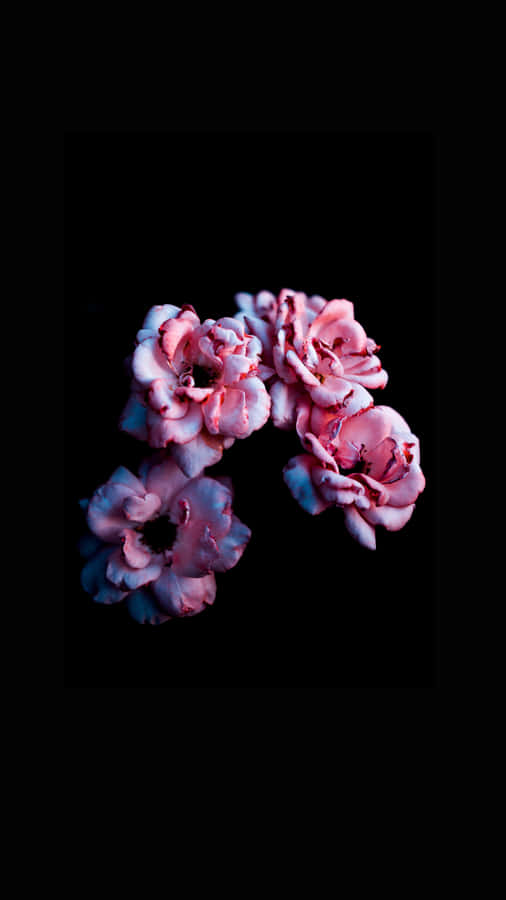 Aesthetic Four Flowers In Dark Wallpaper