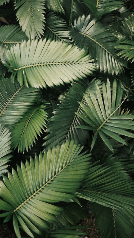 Aesthetic Green Fern Plants Wallpaper