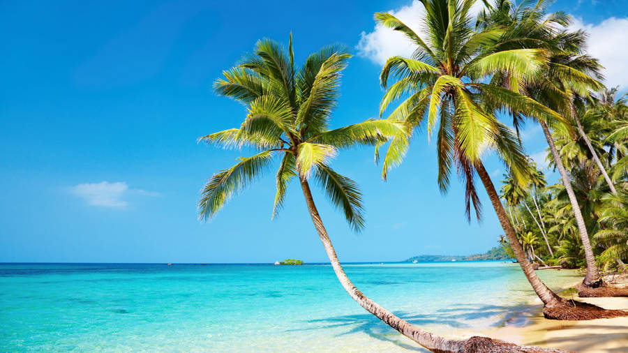 Aesthetic Palm Tree Beach Scenes Desktop Wallpaper