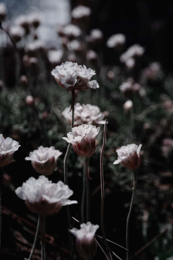 Aesthetic White Flowers In Dark Wallpaper