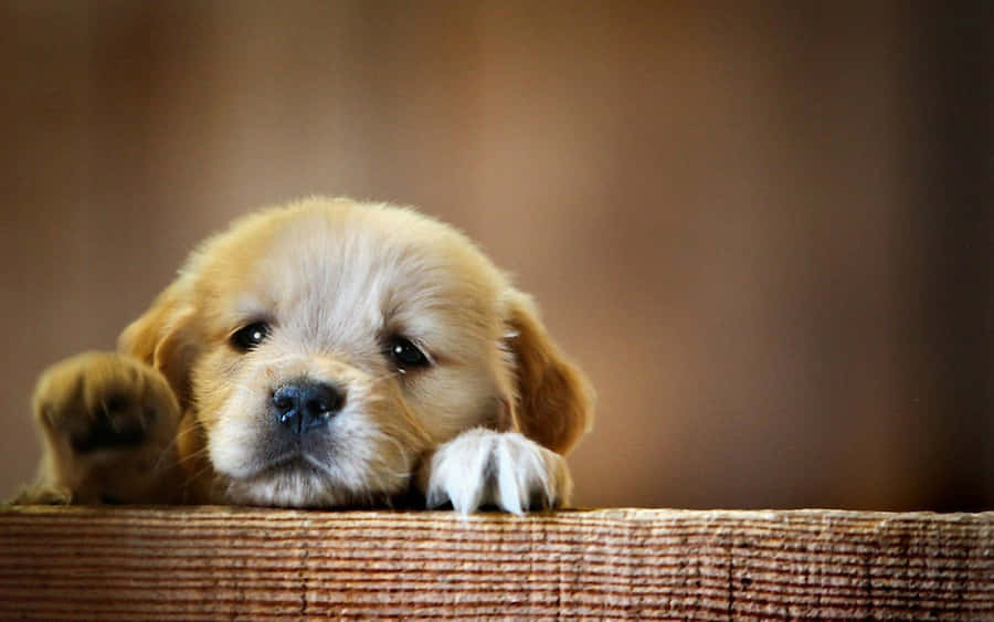 Aesthetically Appealing Dog Gazing Upon The Sea Wallpaper