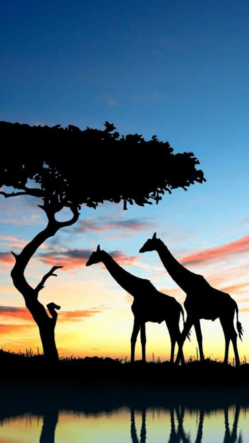 Download Free African Giraffes Silhouette Phone Wallpaper MrWallpaper