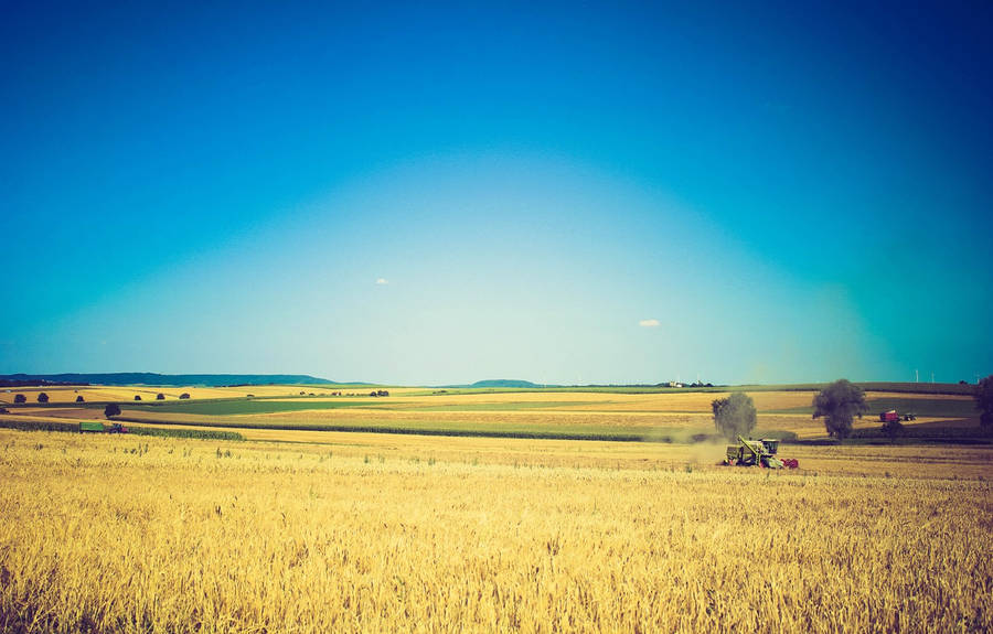 45,400+ Yellow Rice Paddy Field Stock Photos, Pictures & Royalty-Free Images  - iStock