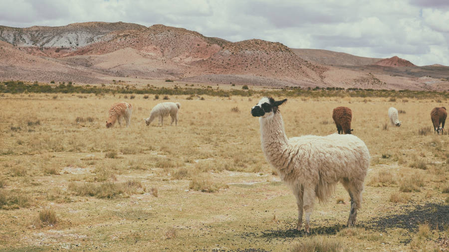 Alpaca On Plain Wallpaper