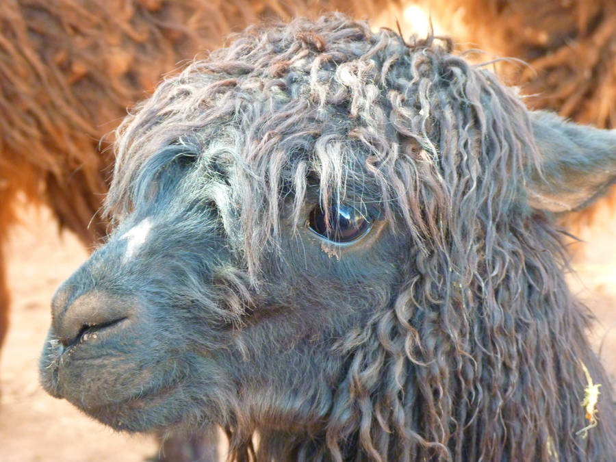 Alpaca Under The Sunlight Wallpaper