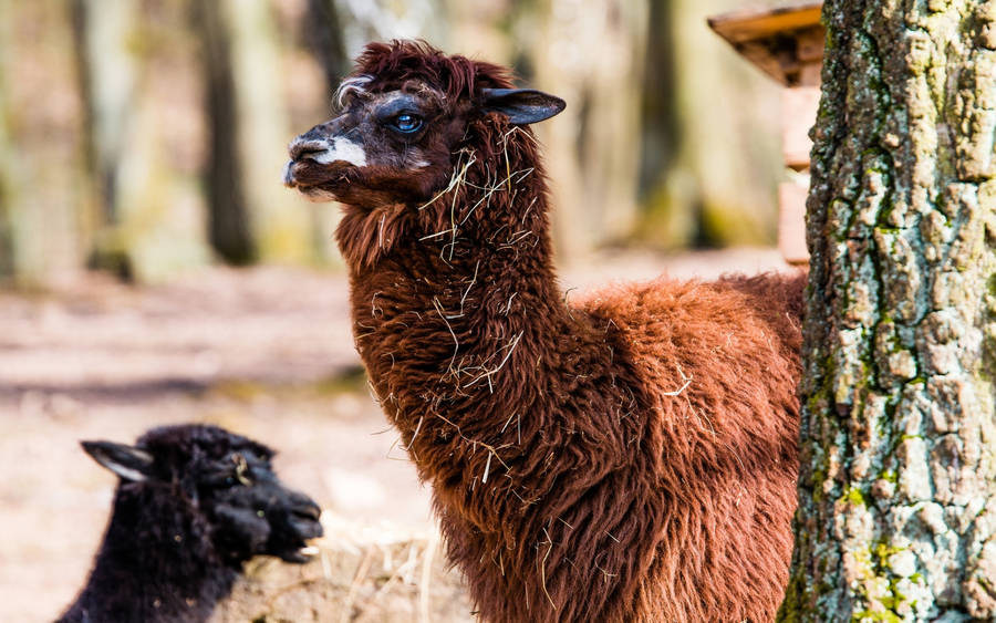 Alpaca With Black Cria Wallpaper