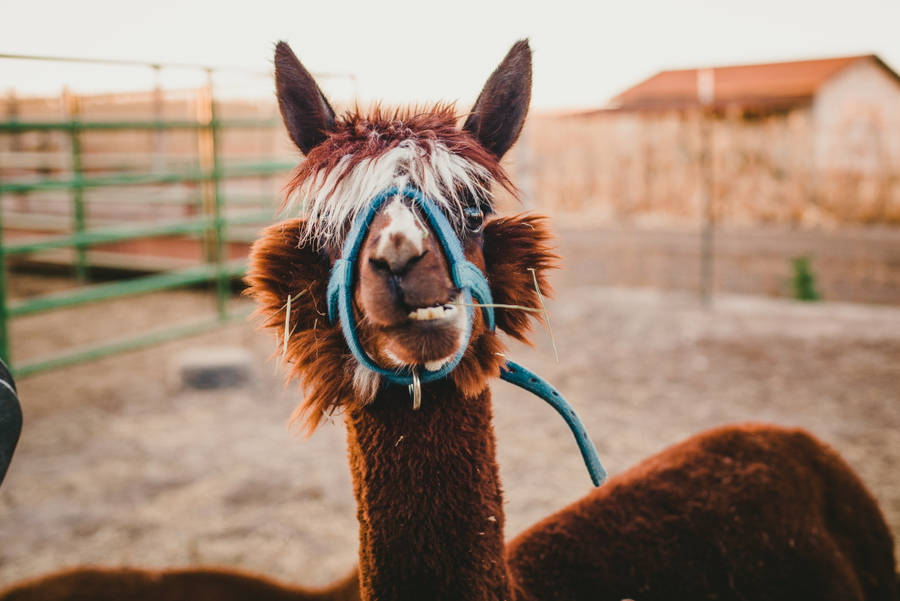 Alpaca With Muzzle Wallpaper