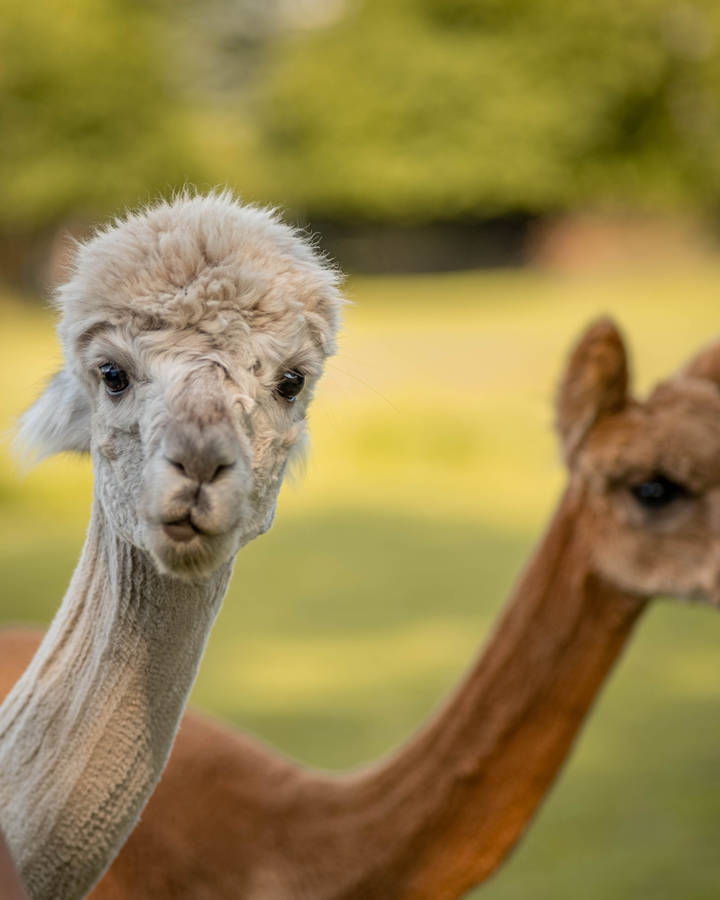 Alpacas Peeking At Camera Wallpaper