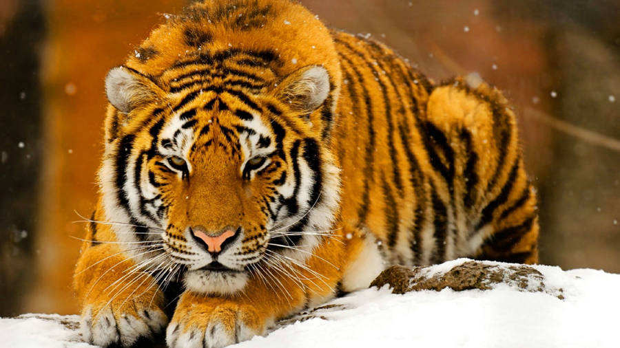 Download free Ambush Predator 8k Tiger Uhd Wallpaper - MrWallpaper.com