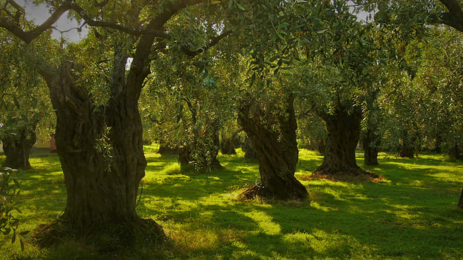 An Abundance Of Olives Wallpaper
