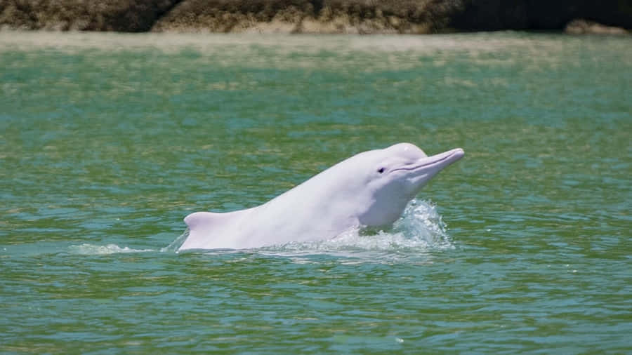 An Adorable Pink Dolphin Swimming Close To The Shore Wallpaper