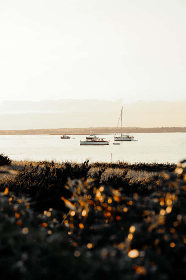 An Aesthetic View Of Nature’s Beauty Wallpaper