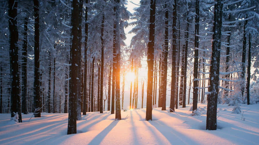 An Enchanted Winter Wonderland