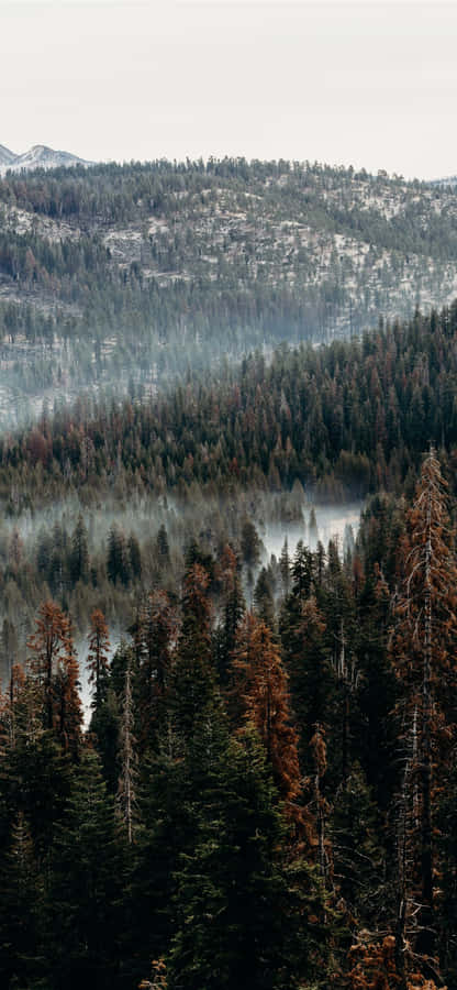 An Iphone In The Middle Of A Forest Wallpaper
