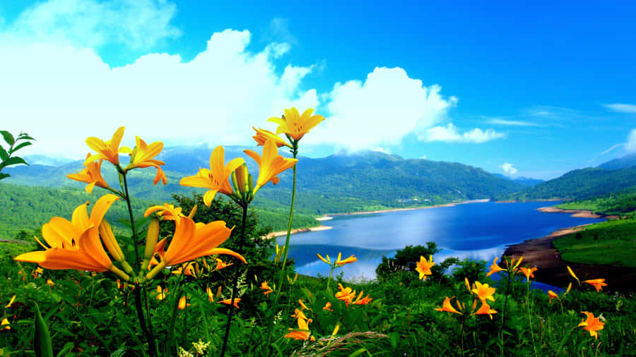 An Overview Of Nature's Majestic Beauty Wallpaper