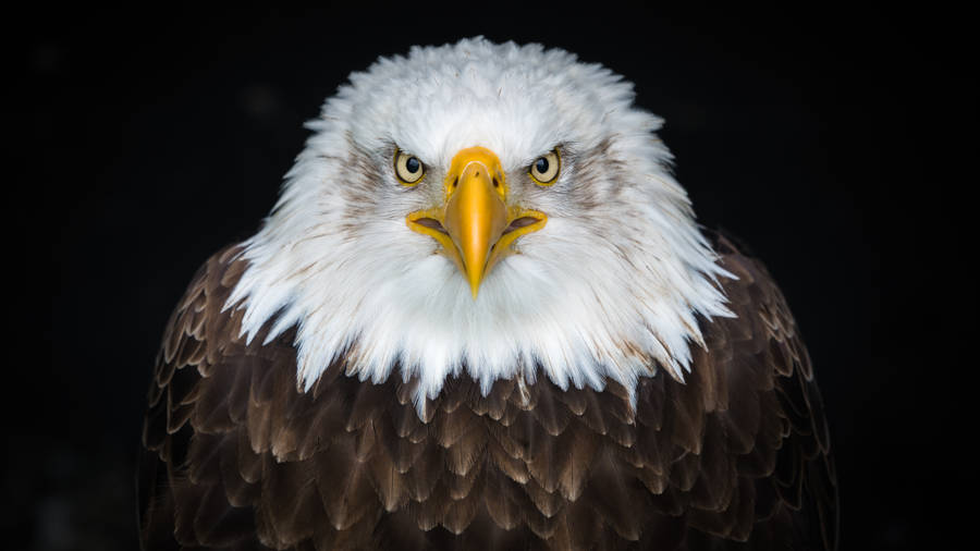 Angry Eagle Bird Wallpaper