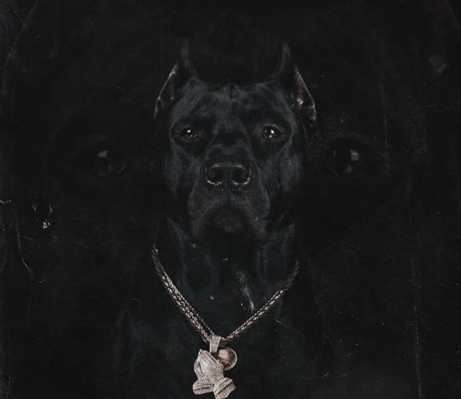 Attentive & Loyal: Meet The Black Pitbull Wallpaper