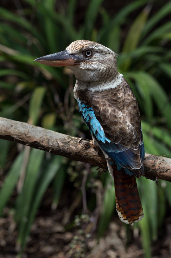 Proud of Your Lockdown Baking? This Man Built a Giant Kookaburra - The New  York Times