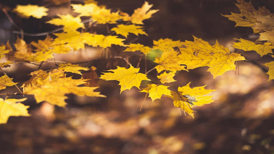 Autumn_ Leaves_ Glowing_in_ Sunlight.jpg Wallpaper