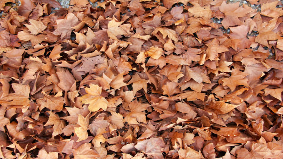 Autumn Leaves Texture H D Wallpaper