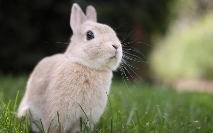 Baby Bunny With Cute Nose Scrunch Wallpaper