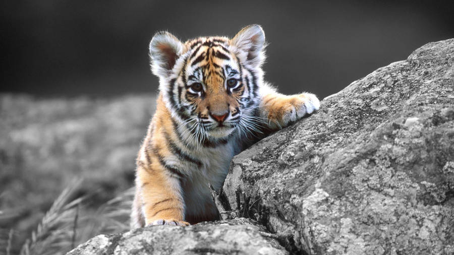 Download free Baby Tiger Iphone Wallpaper - MrWallpaper.com