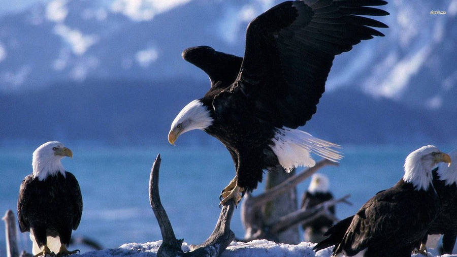 Bald Eagle Mother With Eaglets Wallpaper