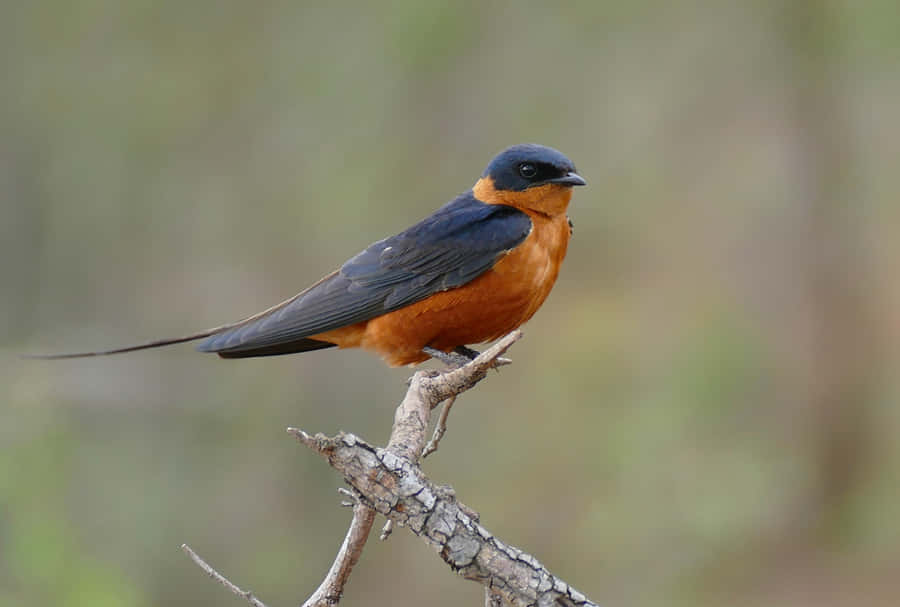 Barn Swallow Perchedon Branch.jpg Wallpaper