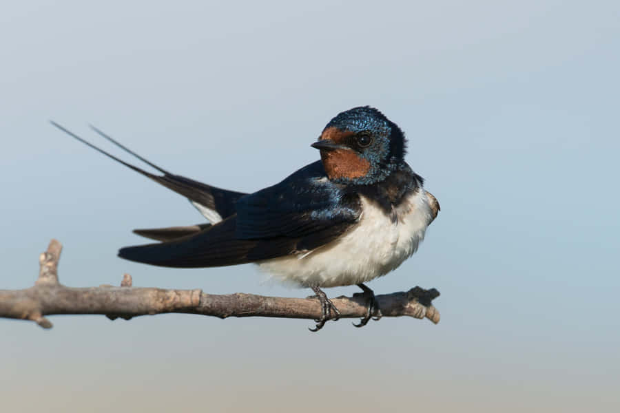 Barn Swallow Restingon Branch Wallpaper