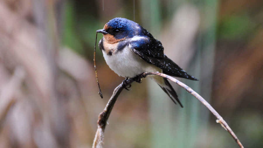 Barn Swallow Restingon Branch Wallpaper