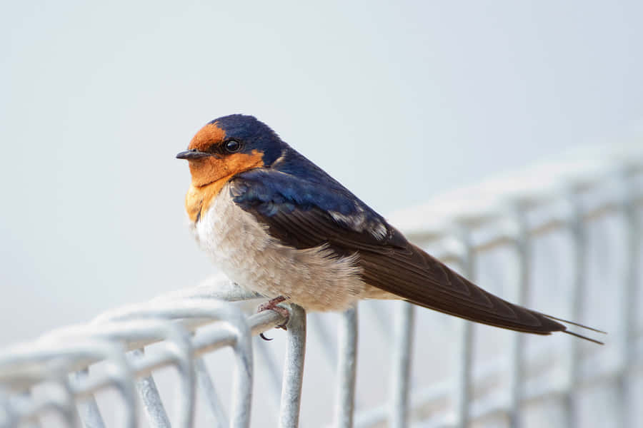 Barn Swallow Restingon Fence Wallpaper