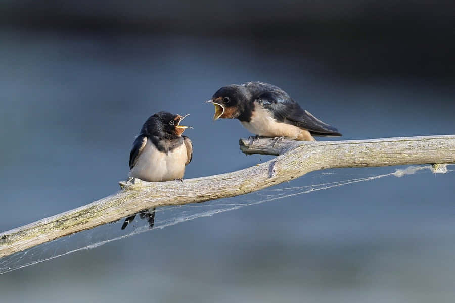 Barn Swallows Conversation Wallpaper