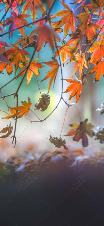 Beautiful Autumn Details On A Phone Wallpaper