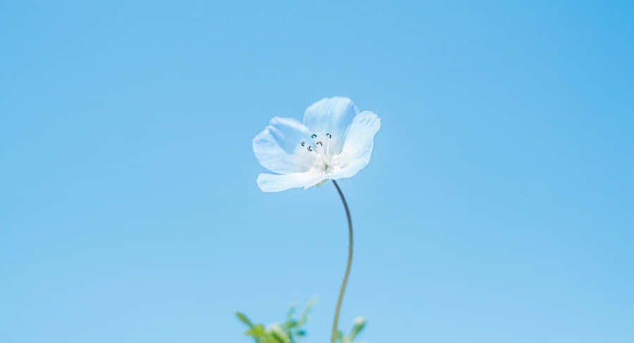 Beautiful Blue Flower On A Desktop Wallpaper