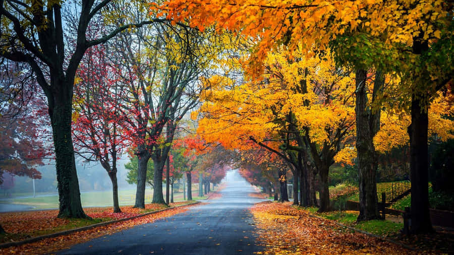 Beautiful Fall Colors In The Park Wallpaper