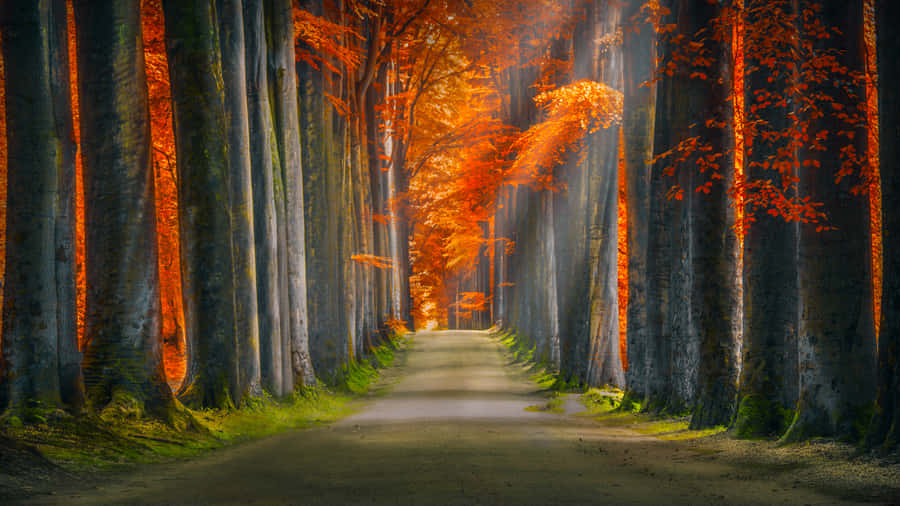 Beautiful Path In The Dark Woods Wallpaper