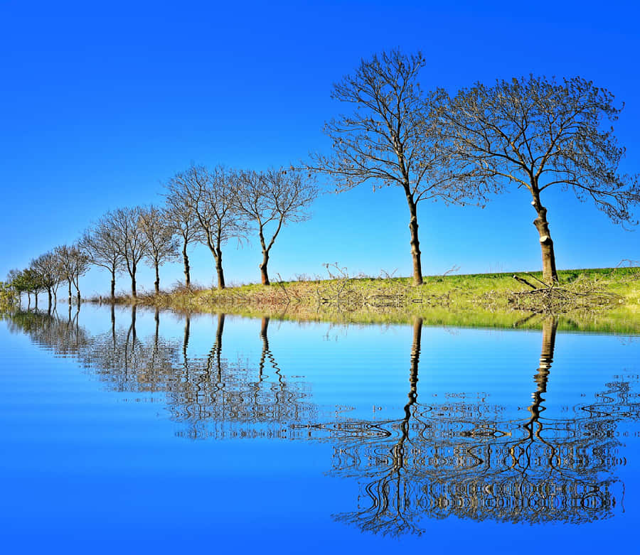 Beautiful Tree Amazing Lake Wallpaper
