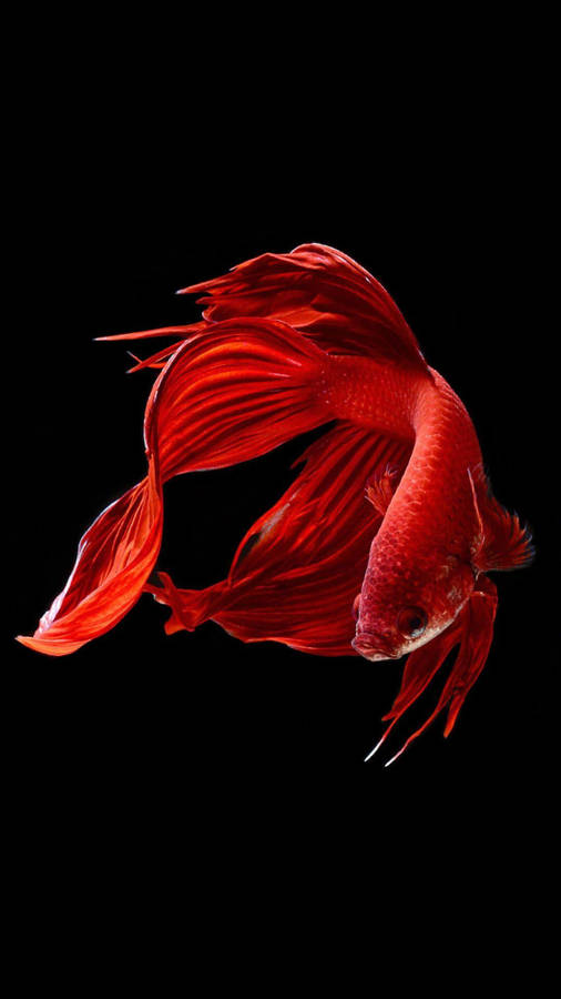 Premium Photo | Capture the moving moment of orange siamese fighting fish  isolated on white background half moon betta fish high quality betta  splendens smartphone wallpaper