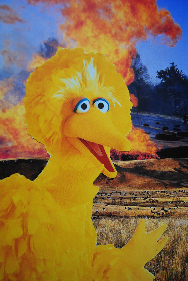 Download Free Big Bird Meme Wallpaper - Mrwallpaper.com