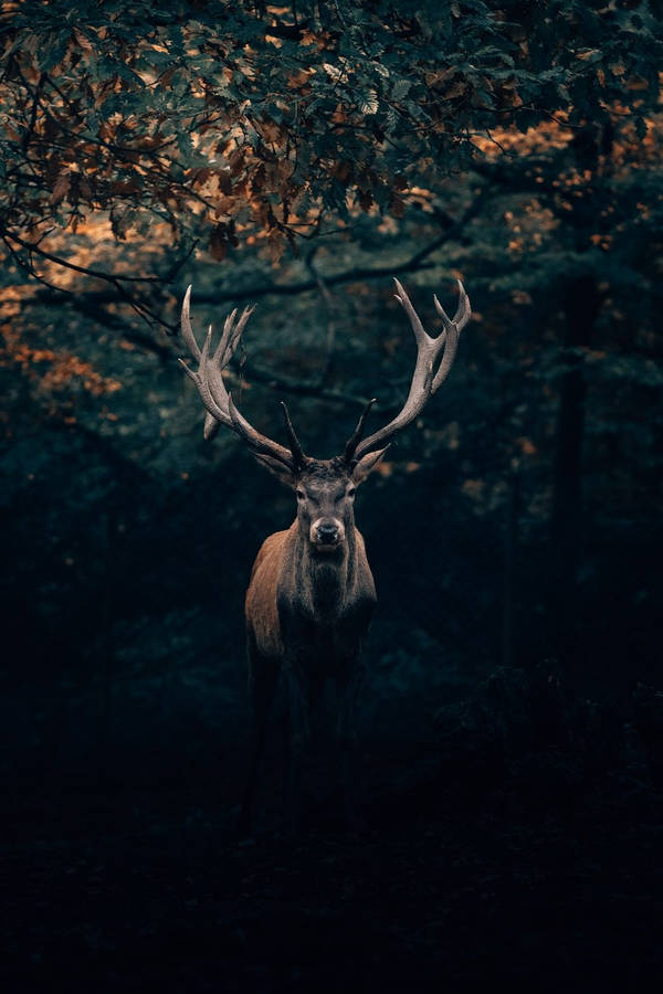 Highland Forest Wooden Plank Stag Wallpaper 104046 | Stag wallpaper, Grey  removable wallpaper, Grey wallpaper