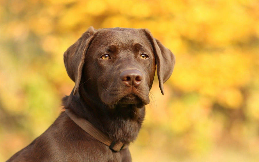 Download free Big Chocolate Lab Dog Wallpaper MrWallpaper